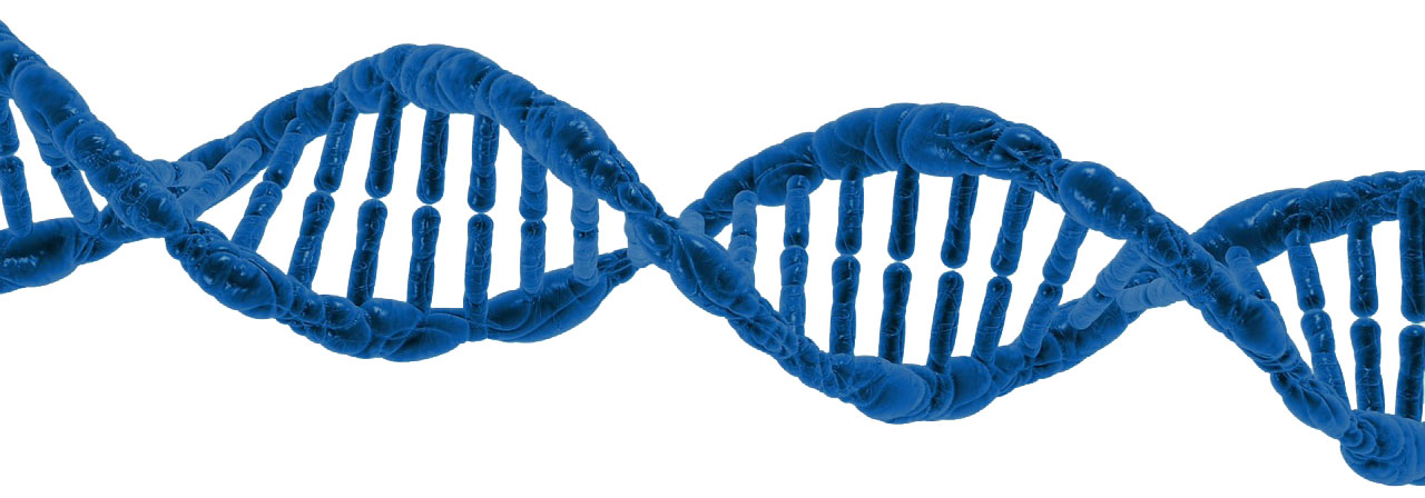 DNA Gene